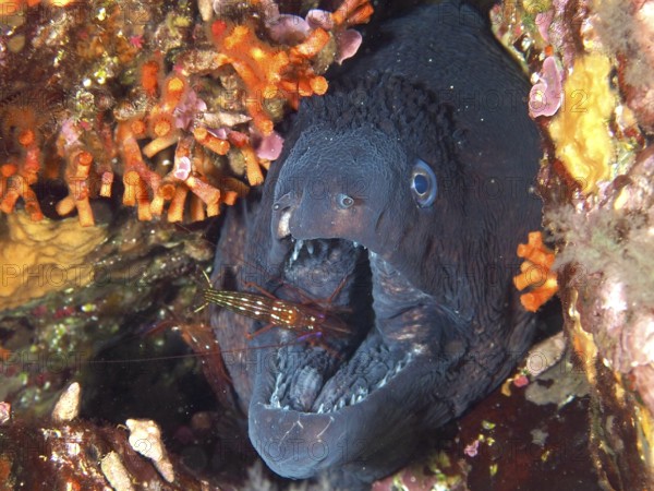 Mediterranean moray eel (Muraena helena) with its mouth wide open being groomed by a Mediterranean cleaner shrimp (Lysmata seticaudata) while it lingers in a rock. Mediterranean Sea near Hyères, Giens Peninsula dive site, Provence Alpes Côte d'Azur, France