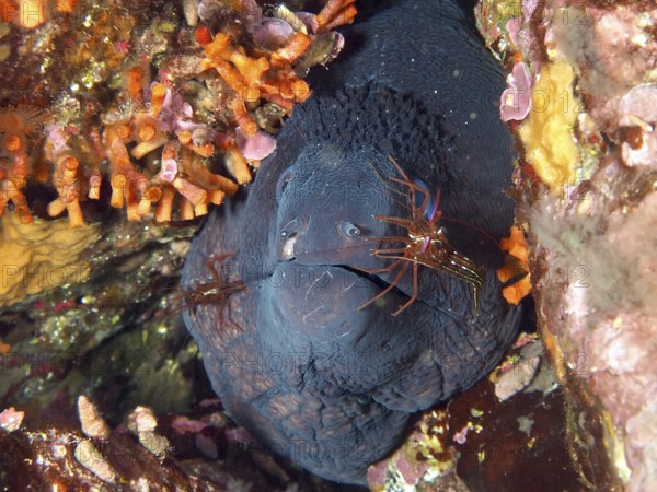 Mediterranean moray eel (Muraena helena) and two Mediterranean cleaner shrimps (Lysmata seticaudata) in close symbiosis in a rock under water, surrounded by false corals. Mediterranean Sea near Hyères, dive site Giens Peninsula, Provence Alpes Côte d'Azur, France