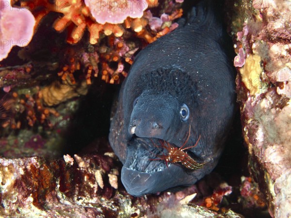 Close-up of a Mediterranean moray eel (Muraena helena) with a Mediterranean cleaner shrimp (Lysmata seticaudata) cleaning its mouth, surrounded by false corals. Mediterranean Sea near Hyères, dive site Giens Peninsula, Provence Alpes Côte d'Azur, France