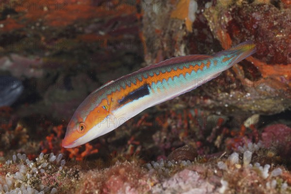 A colourful fish, sea squirt (Coris julis), swims through a lively reef in the Mediterranean Sea near Hyères, dive site Peninsula Giens, Provence Alpes Côte d'Azur, France