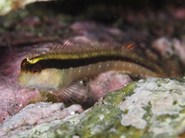 Tompot blenny (Parablennius rouxi) between pink and green algae in the reef in the Mediterranean Sea near Hyères, dive site Giens Peninsula, Provence Alpes Côte d'Azur, France