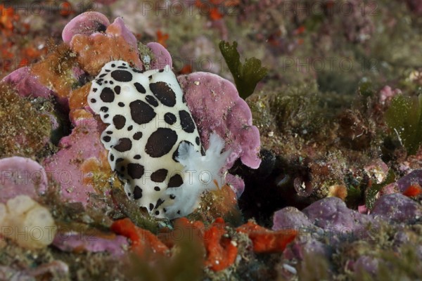 Spotted sea snail, leopard snail (Discodoris atromaculata), on a colourful surface in the Mediterranean Sea near Hyères, dive site Giens Peninsula, Provence Alpes Côte d'Azur, France