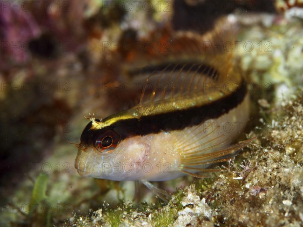 Brightly striped Tompot blenny (Parablennius rouxi) with red eyes in a reef in the Mediterranean Sea near Hyères, dive site Giens Peninsula, Provence Alpes Côte d'Azur, France