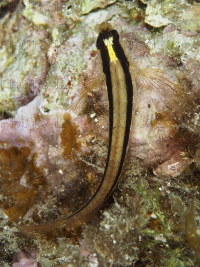 A long stripe blenny (Parablennius rouxi) resting on a rock in an algae-covered underwater landscape in the Mediterranean Sea near Hyères, dive site Giens Peninsula, Provence Alpes Côte d'Azur, France