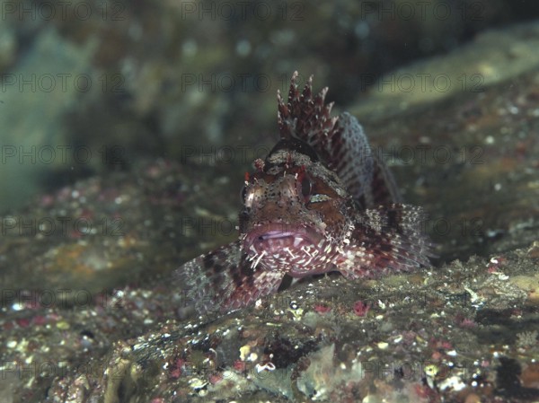 A camouflaged lesser scorpionfish (Scorpaena notata) peeks out from between rocks and blends in with the seabed in the Mediterranean Sea near Hyères, Giens Peninsula dive site, Provence Alpes Côte d'Azur, France
