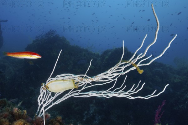A shark egg is artfully attached to a white gorgonian (Eunicella singularis) while a fish swims nearby. Mediterranean Sea near Hyères, dive site Giens Peninsula, Provence Alpes Côte d'Azur, France