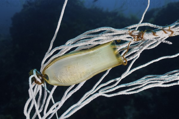 An egg of large spotted catshark (Scyliorhinus stellaris) is attached to a white gorgonian (Eunicella singularis) in the mysterious underwater world, in the Mediterranean Sea near Hyères, Giens Peninsula dive site, Provence Alpes Côte d'Azur, France