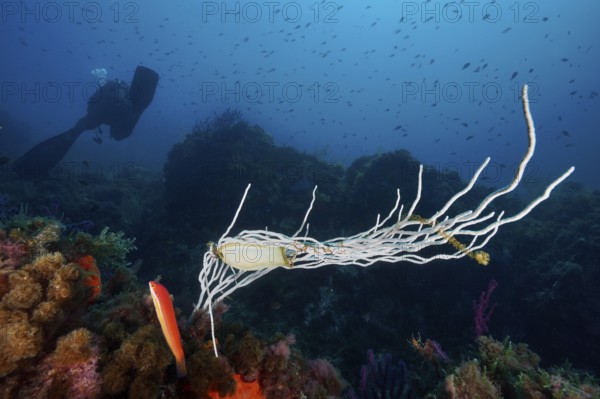 Egg of large spotted catshark (Scyliorhinus stellaris) on white gorgonian (Eunicella singularis), diver in the background. Mediterranean Sea near Hyères, dive site peninsula Giens, Provence Alpes Côte d'Azur, France
