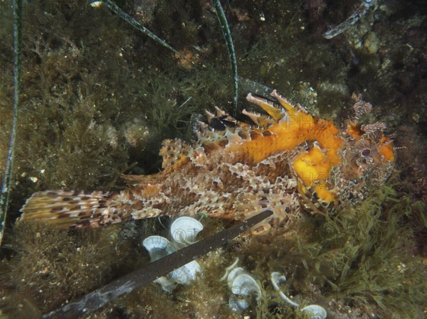 A scorpionfish with striking colouring, red scorpionfish (Scorpaena scrofa), sea sow, resting among algae on the seabed in the Mediterranean Sea near Hyères, Giens Peninsula dive site, Provence Alpes Côte d'Azur, France