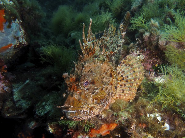 A colourful scorpionfish, red scorpionfish (Scorpaena scrofa), sea sow, between dense algae under water in the Mediterranean Sea near Hyères, dive site Giens Peninsula, Provence Alpes Côte d'Azur, France