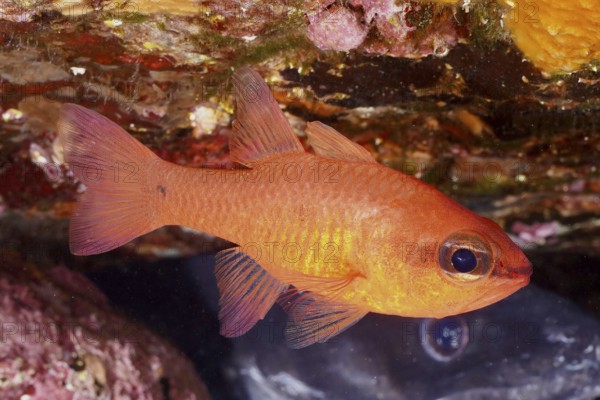 A clearly pictured orange coloured fish, mullet king (Apogon imberbis), swimming underwater in the Mediterranean Sea near Hyères, dive site Peninsula Giens, Provence Alpes Côte d'Azur, France