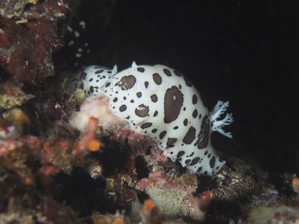 Spotted sea snail, leopard snail (Discodoris atromaculata), in dark surroundings in the Mediterranean Sea near Hyères, dive site peninsula Giens, Provence Alpes Côte d'Azur, France