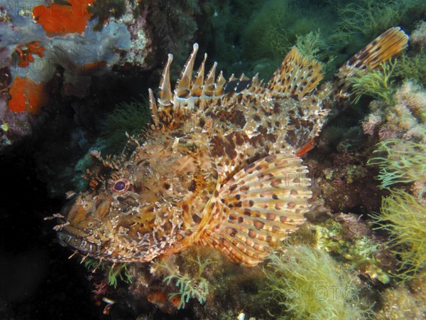 Close-up of an artfully camouflaged scorpionfish, red scorpionfish (Scorpaena scrofa), sea sow, among colourful sea sponges and algae in the Mediterranean Sea near Hyères, dive site Giens Peninsula, Provence Alpes Côte d'Azur, France