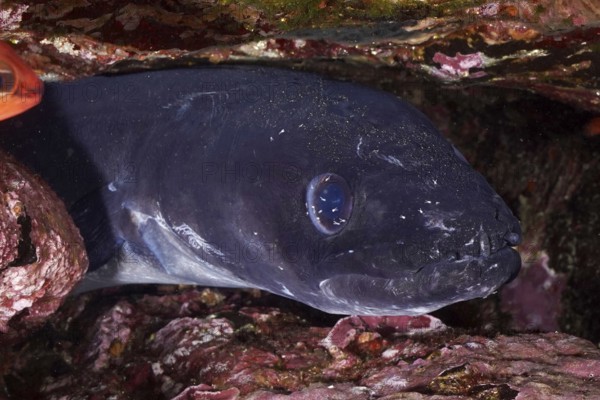 Close-up of a conger eel (Conger conger) hiding between rocks in the Mediterranean Sea near Hyères, dive site peninsula Giens, Provence Alpes Côte d'Azur, France