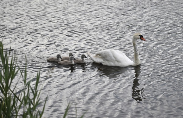 Mute swan (Cygnus olor) with offspring on the Kiel Canal, Kiel Canal, Schleswig-Holstein, Germany