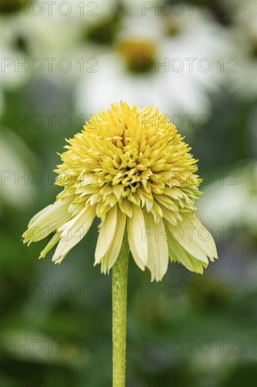Echinacea Lemon Drop (sun hats), Netherlands