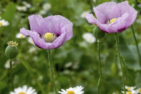 Opium poppy (Papaver somniferum) with raindrops, Münsterland, North Rhine-Westphalia, Germany