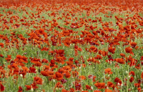 Corn poppy field (Papaver rhoeas), Brandenburg, Germany