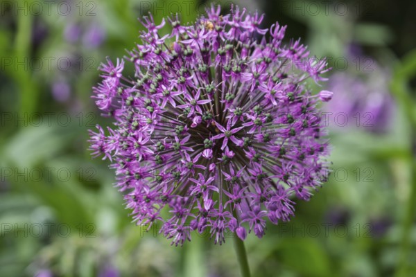 Ornamental leek (Allium sp.), inflorescence, Münsterland, North Rhine-Westphalia, Germany