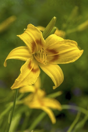 Daylilies (Hemerocallis), North Rhine-Westphalia, Germany