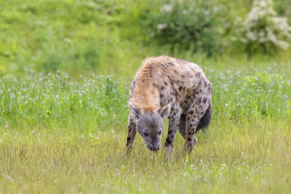 An adult male spotted hyena (Crocuta crocuta) stands on a green meadow and sniffs the ground. Southern part of Africa