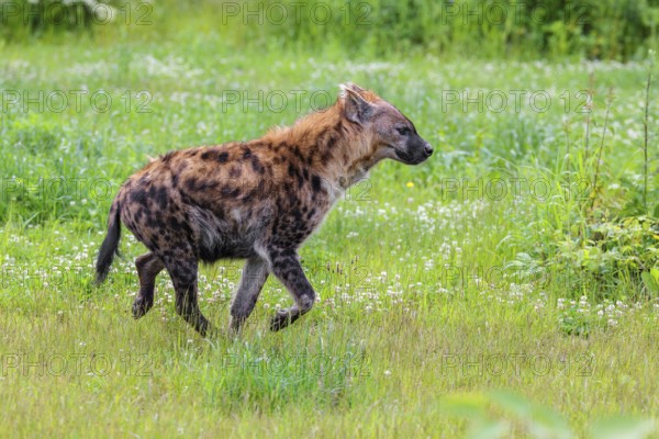 An adult female spotted hyena (Crocuta crocuta) runs across a green meadow. Southern part of Africa