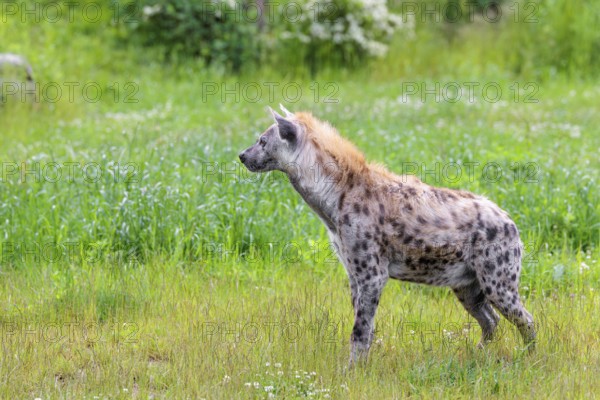 An adult male spotted hyena (Crocuta crocuta) stands in a green meadow, observing something. Southern part of Africa