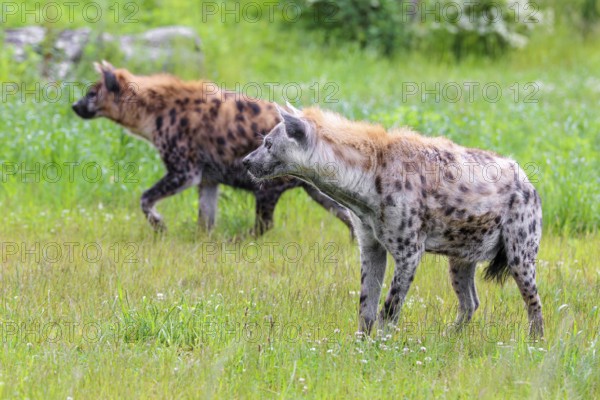 An adult male and a female spotted hyena (Crocuta crocuta) standing on a green meadow, observing something. Southern part of Africa