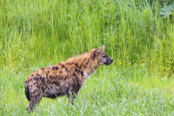 An adult female spotted hyena (Crocuta crocuta) stands in a green meadow. Southern part of Africa