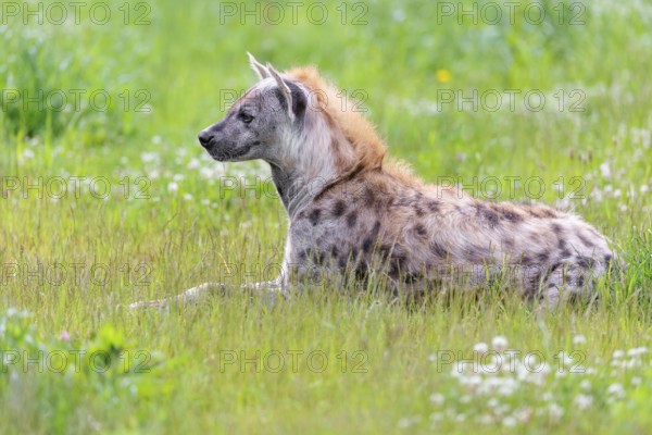 An adult male spotted hyena (Crocuta crocuta) lying in a green meadow, observing something. Southern part of Africa