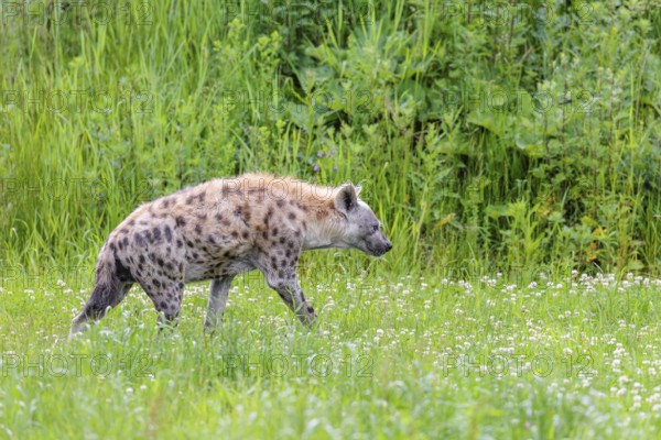 An adult male spotted hyena (Crocuta crocuta) runs across a green meadow. Southern part of Africa