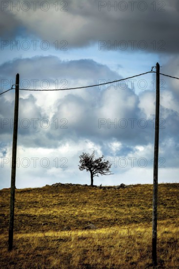 Lonely tree stands on a hillside under dramatic clouds with electric poles framing the view. Cezallier. Puy de Dome. Auvergne Rhone Alpes. France
