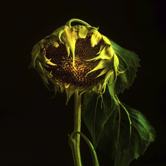 Captivating close-up of a sunflower showcasing its intricate details and vibrant colors during late afternoon light