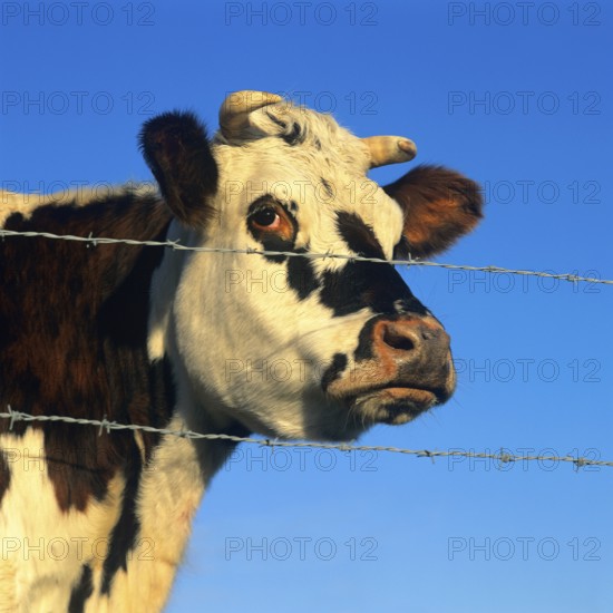 Normande cow gazing through barbed wire fence in Normandie, France on a clear sunny day