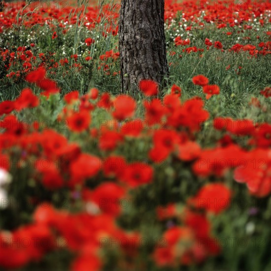 Vibrant field of poppies near a tree trunk, showcases nature's beauty in full bloom during springtime. France