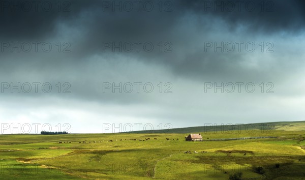 Auvergne Volcanoes Regional Natural Park. Cezallier. Herd of cows near a farmhouse (buron) under a cloudy sky.Puy de Dome. Auvergne-Rhone-Alpes.France