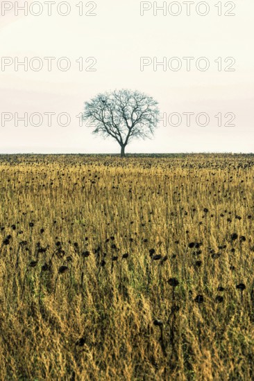 Lonely tree stands tall against a vast field of sunflowers during a calm day. Auvergne. France