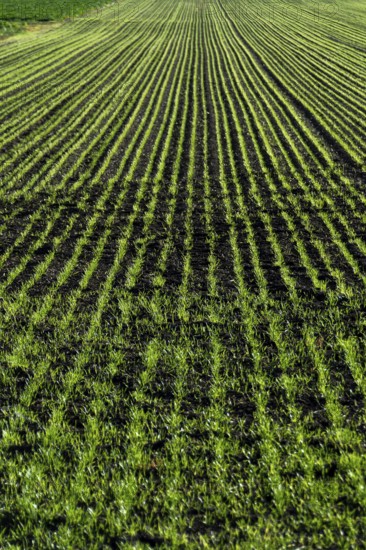 Crops of bright green young corn sprouts grow in neat rows across a vast field. The healthy plants stretch as far as the eye can see. Auvergne. France