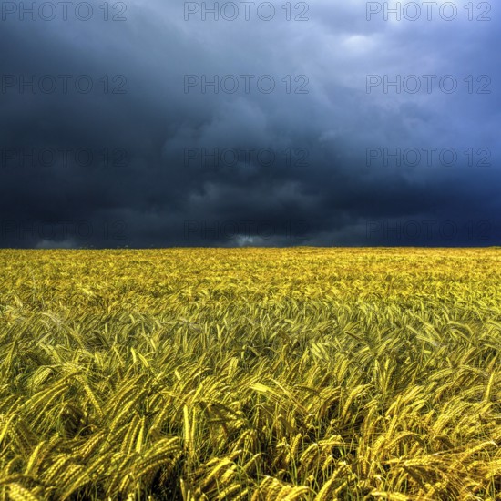 Barley field under a cloudy sky in Puy de Dome, Auvergne region of France during late afternoon