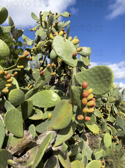 Prickly pear cactus (Opuntia ficus) Opuntia with orange-coloured prickly pear flowers. Gozo, Malta