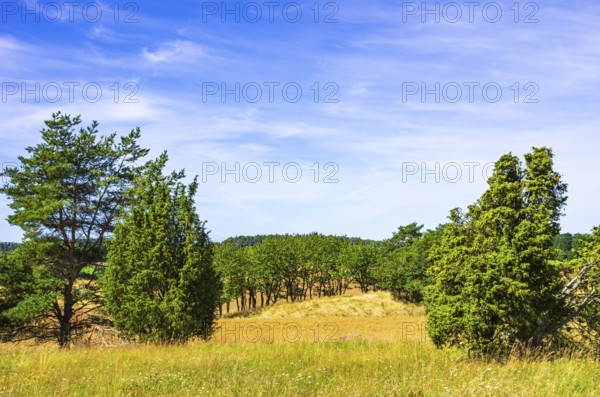 Summer heathland surrounds the Stone and Iron Age burial ground of Stenhusbacken near the village of Sunnersberg near Lidköping, Västergötland, Västra Götalands län, Sweden