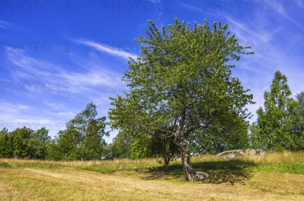 Summer heath landscape with a single wild cherry tree on the burial ground of Stenhusbacken near the village of Sunnersberg near Lidköping, Västergötland, Västra Götalands län, Sweden