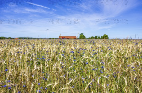 Epic landscape of a cornfield with cornflowers in midsummer in rural surroundings near Sunnersberg, Lidköping, Västergötland, Västra Götalands län, Sweden