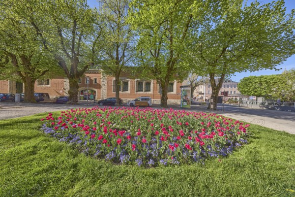 Square, flower bed, tulips (Tulipa), lawn, tree, parking lane with vehicles, general architecture, pavement, blue sky, cloudless, Unterer Lindenplatz, Bad Reichenhall, district Berchtesgadener Land, Bavaria, Germany