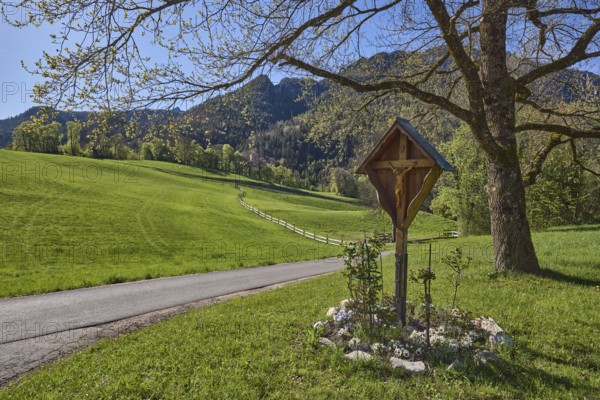 Crossroads, hill, mountain landscape, hilly, coniferous forest, trees, meadow, fence, backlight, blue sky, cloudless, Gmainer Straße, Bad Reichenhall, district Berchtesgadener Land, Bavaria, Germany