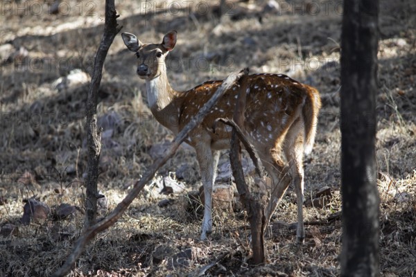 Axis deer or chital (Axis axis) in the dry forest, Ranthambore National Park, Rajasthan, India