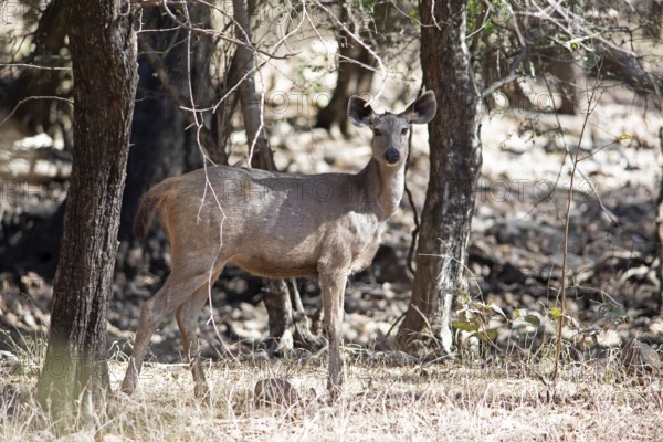 Sambar or sambar deer or horse deer (Cervus unicolor or Rusa unicolor) in the dry forest, Ranthambore National Park, Rajasthan, India