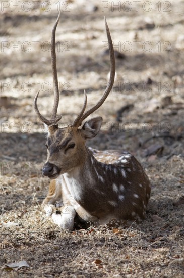 Axis deer or chital (Axis axis) in the dry forest, Ranthambore National Park, Rajasthan, India