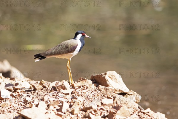 Red lapwing (Vanellus indicus) in Ranthambore National Park, Rajasthan, India
