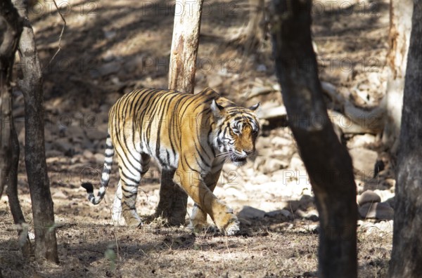 Bengal tiger or Indian tiger (Panthera tigris tigris) in the dry forest, Ranthambore National Park, Rajasthan, India